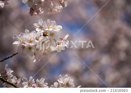 櫻花 21816983