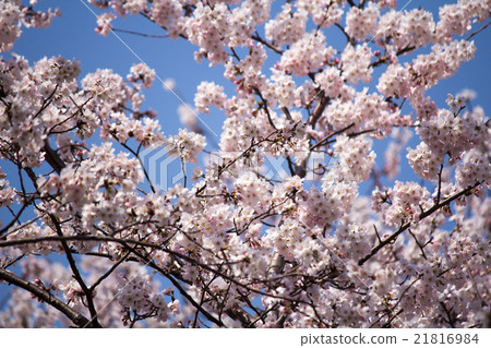 Cherry Blossoms   21816984