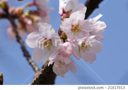 櫻花 21817013