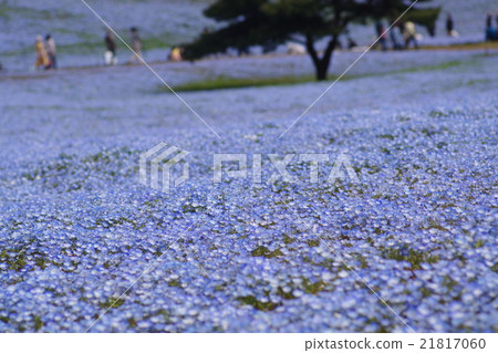 Nemophila Hill 21817060