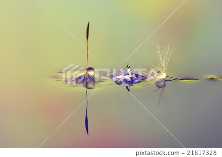 Waterdrop照片蒲公英絨毛和花瓣 21817328
