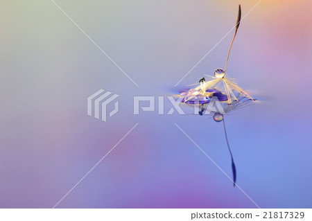 Waterdrop照片蒲公英絨毛和花瓣 21817329