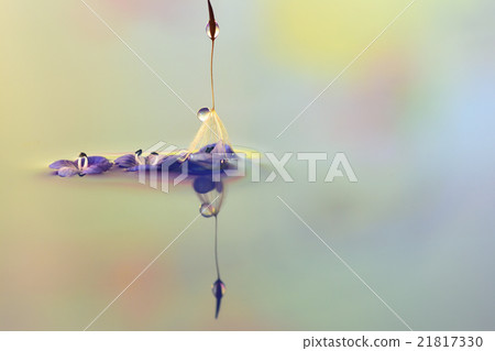 Waterdrop照片蒲公英絨毛和花瓣 21817330