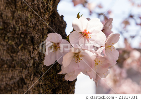 櫻花 21817331