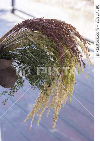 The rice samples 21817590