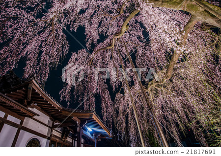 Red Himare Sakura Sakura Hime at Hachioji High Temple 21817691