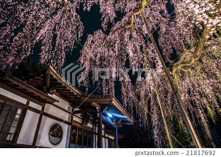 Red Himare Sakura Sakura Hime at Hachioji High Temple 21817692