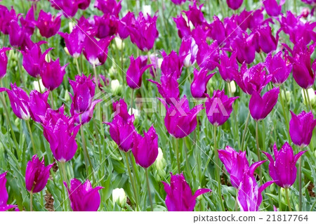 Tulip 21817764