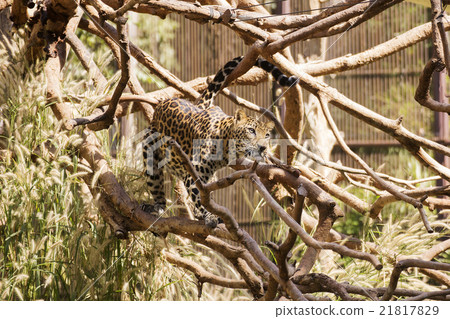 Leopard walking on the tree 21817829