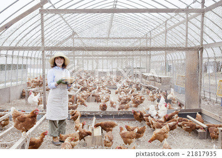 Poultry female 21817935
