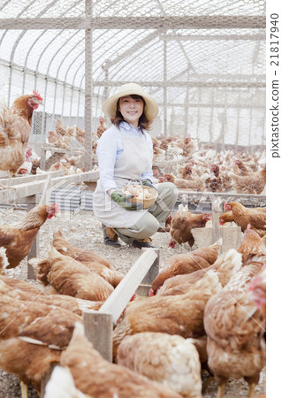 Poultry female Poultry female 21817940