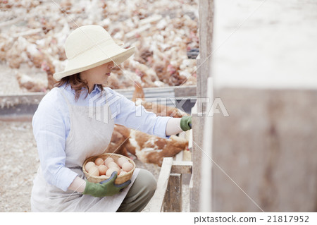 Poultry female Poultry female 21817952