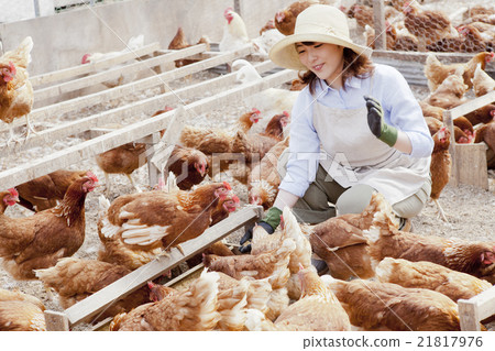 Poultry female 21817976