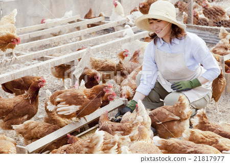 Poultry female 21817977
