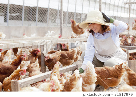 Poultry female 21817979