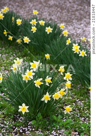 Narcissus 21818447