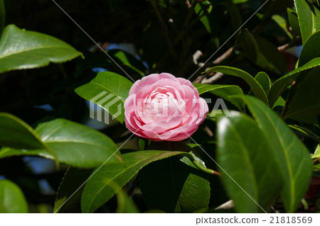 乙女椿 乙女椿 21818569