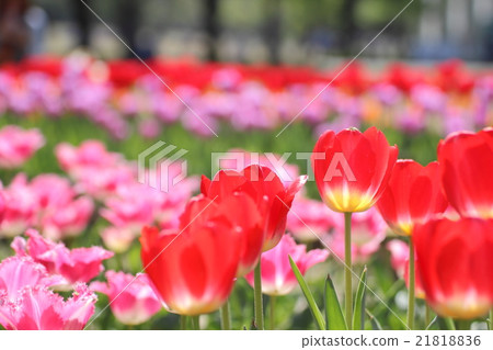 鬱金香領域花式filis 鬱金香領域花式filis 21818836