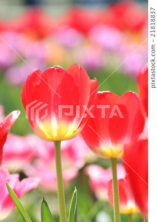 紅色鬱金香(垂直構圖) 紅色鬱金香(垂直構圖) 21818837