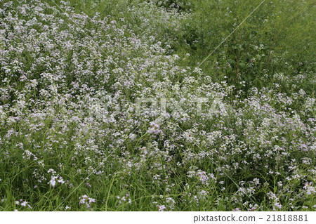 海灘蘿蔔 21818881