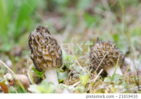 Amigasatake 21819410