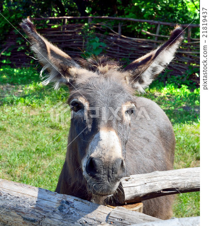 Donkey in park behind a wooden fence 21819437