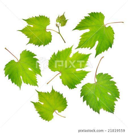 fresh grape leaves fresh grape leaves 21819559