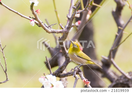 Mejiro on white plum 21819939