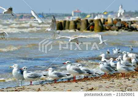 Seagulls on a sandy beach Seagulls on a sandy beach 21820001