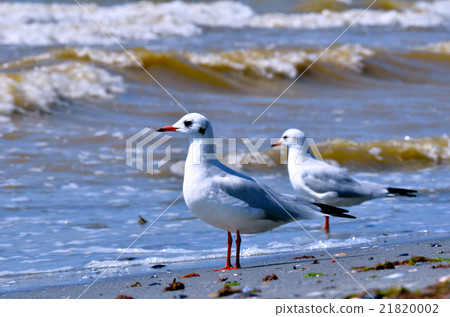 Seagulls on a sandy beach and sea surf Seagulls on a sandy beach and sea surf 21820002