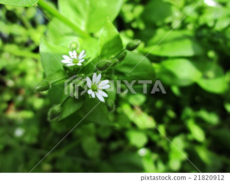 繁縷 繁縷 21820912