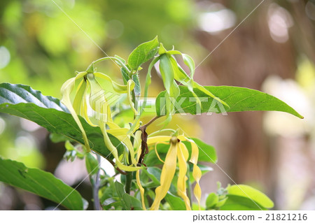 依蘭依蘭香精油 21821216