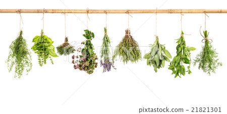 Hanging fresh herbs basil, sage, thyme, dill, mint Hanging fresh herbs basil, sage, thyme, dill, mint 21821301