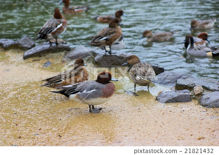 A group of Hinigarigamo relaxing around the park's pond 21821432