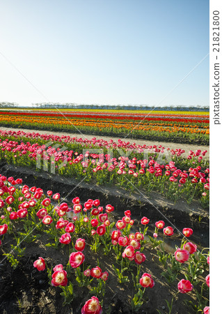 Tulip field 21821800