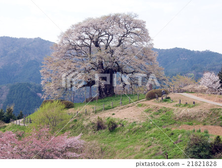 Daigo Sakura on the hill 21821828