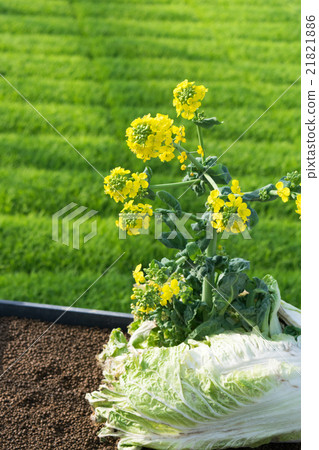 農業形象（強姦開花打破大白菜）3 21821886