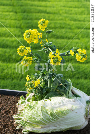 農業形象（強姦開花打破大白菜）4 21821887