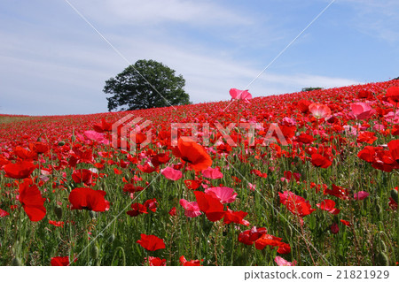 Poppy field in the sky 21821929