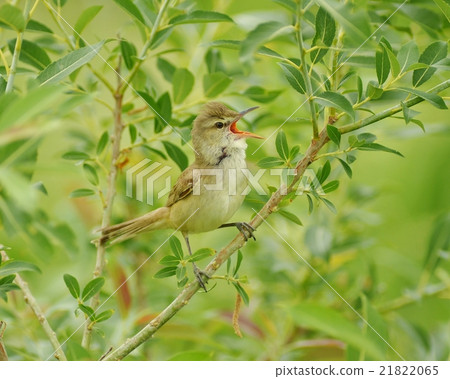 Oyo Yoshikiri 21822065