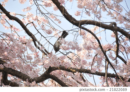 櫻花 櫻花 21822089