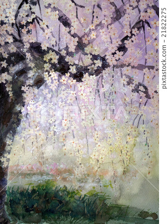 Daigo's branched cherry tree 21822275