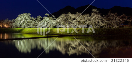 Gosho cherry tree Gifu prefecture Hida city Furukawa cho Sugisaki 21822346