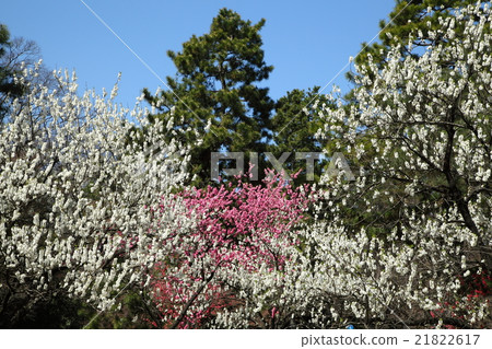 Hanamomo of the Kyoto Imperial Palace Hanamomo of the Kyoto Imperial Palace 21822617