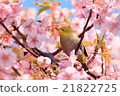 Kawazu cherry tree and mezzo 21822725