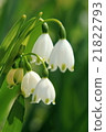Snowflake 21822793