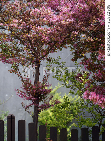 Early summer garden in residential area Early summer garden in residential area 21822908