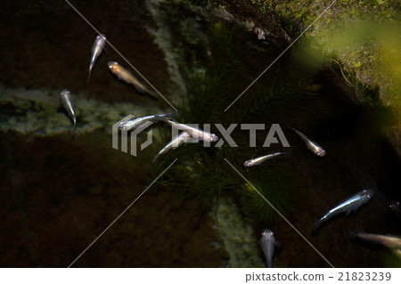 青鱂 青鱂 21823239