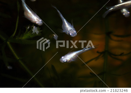 青鱂 青鱂 21823246