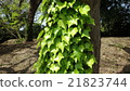 Ivy 21823744